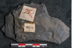 Foto (Detailansicht) von Flabellaria sublongirhachis Ettingshausen (NHMW-GEO-2024-0188-10245)